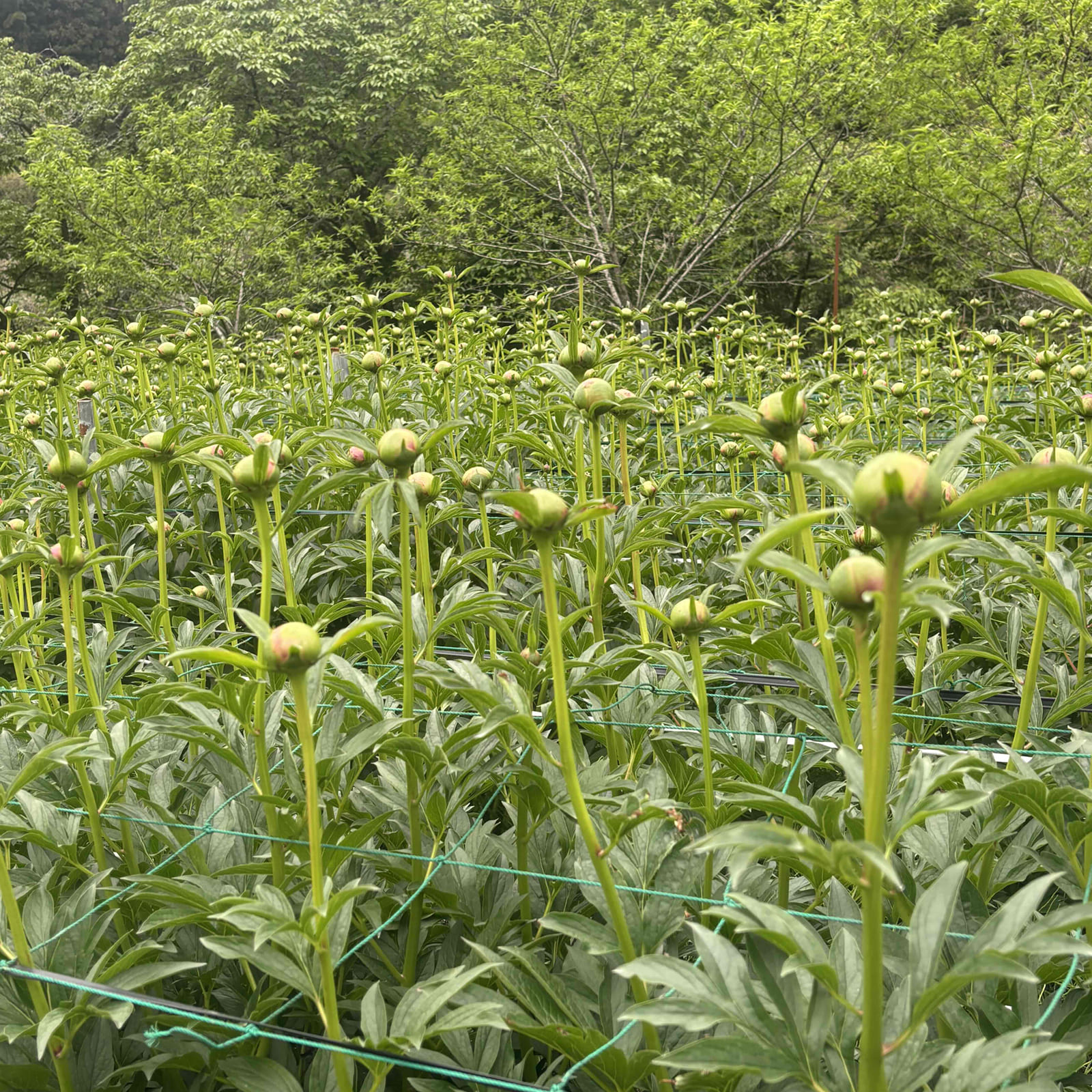 木々に囲まれたなかで育つシャクヤクの蕾たち